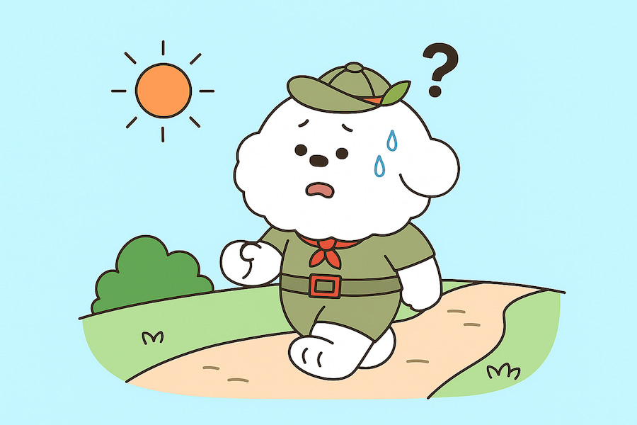 Summer Dog Walking