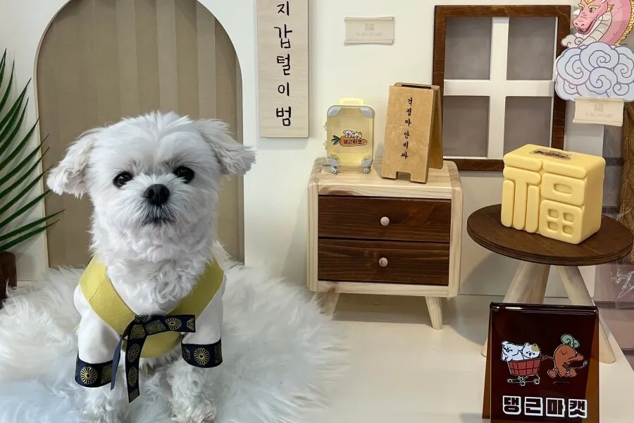 댕근마캣