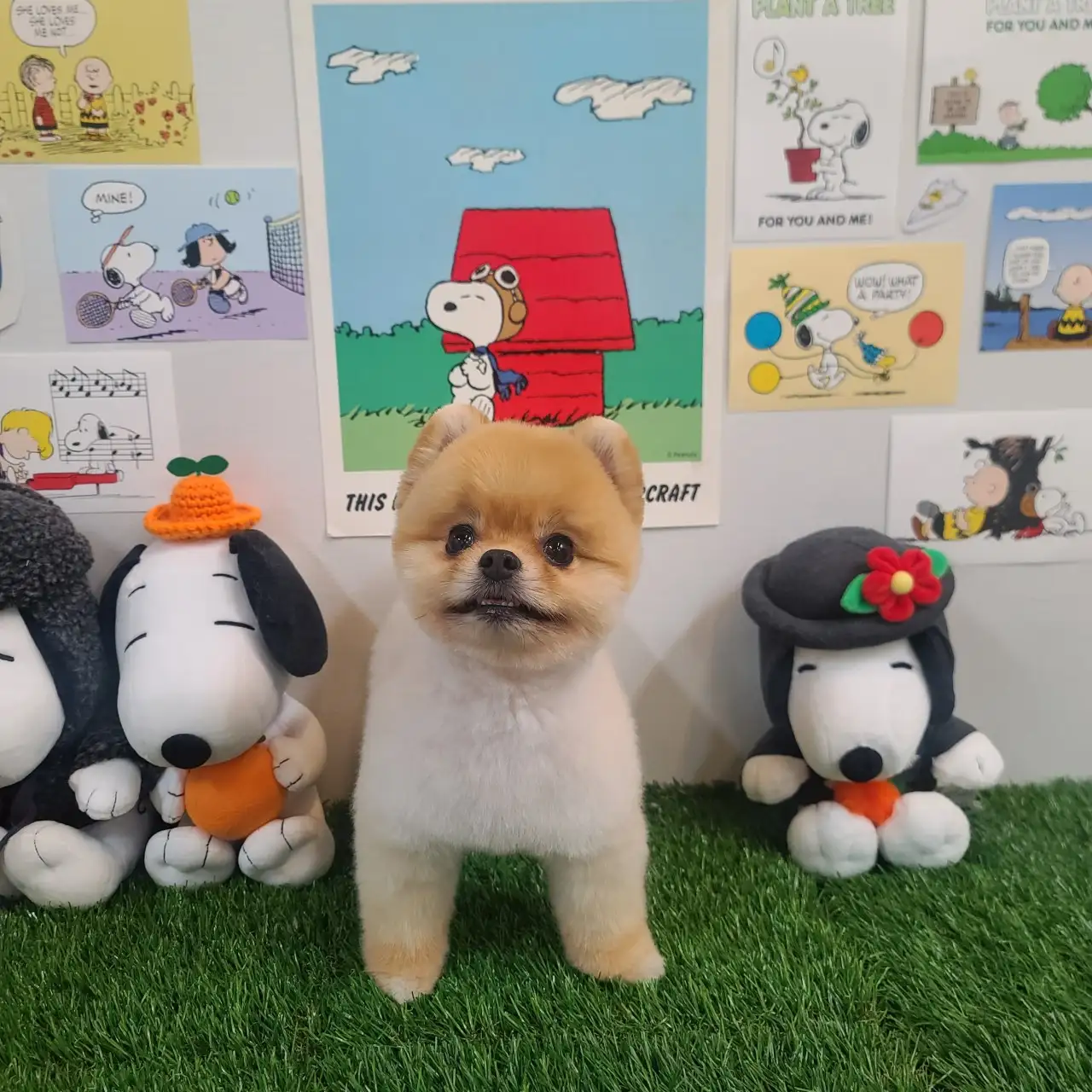 펫클래식